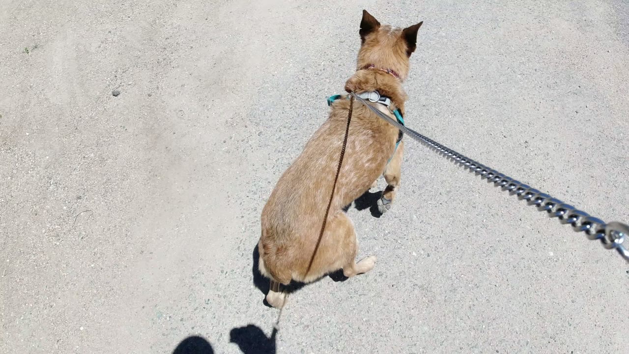 Brown dog in a teal harness walking on pavement with a leash trailing to camera.