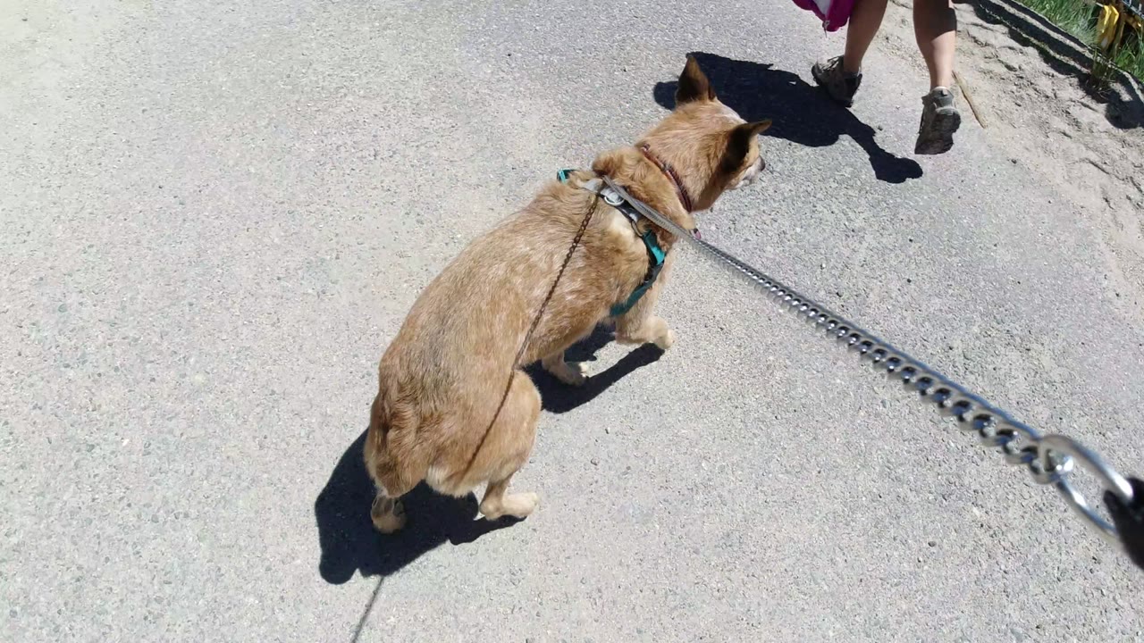 The brown dog continues forward on a chain leash in Winter Park, Colorado, with a person's lower legs and shoes visible ahead near the top of the frame.