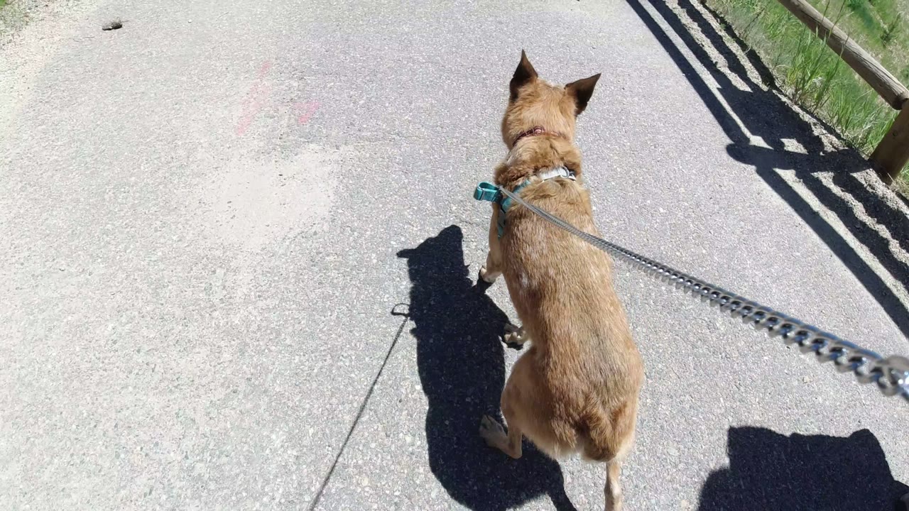 A tan dog in a blue harness walks away from the camera on a paved path in Winter Park, Colorado, with a leash stretched forward and no visible people.