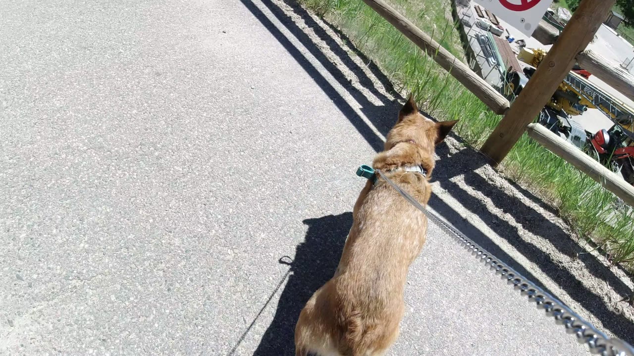 The dog continues along the Winter Park, Colorado path beside the wood fence, with diagonal rail shadows crossing the pavement and no visible people.