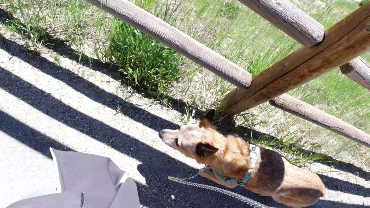 Tan dog on a chain leash beside a wooden fence and concrete path.