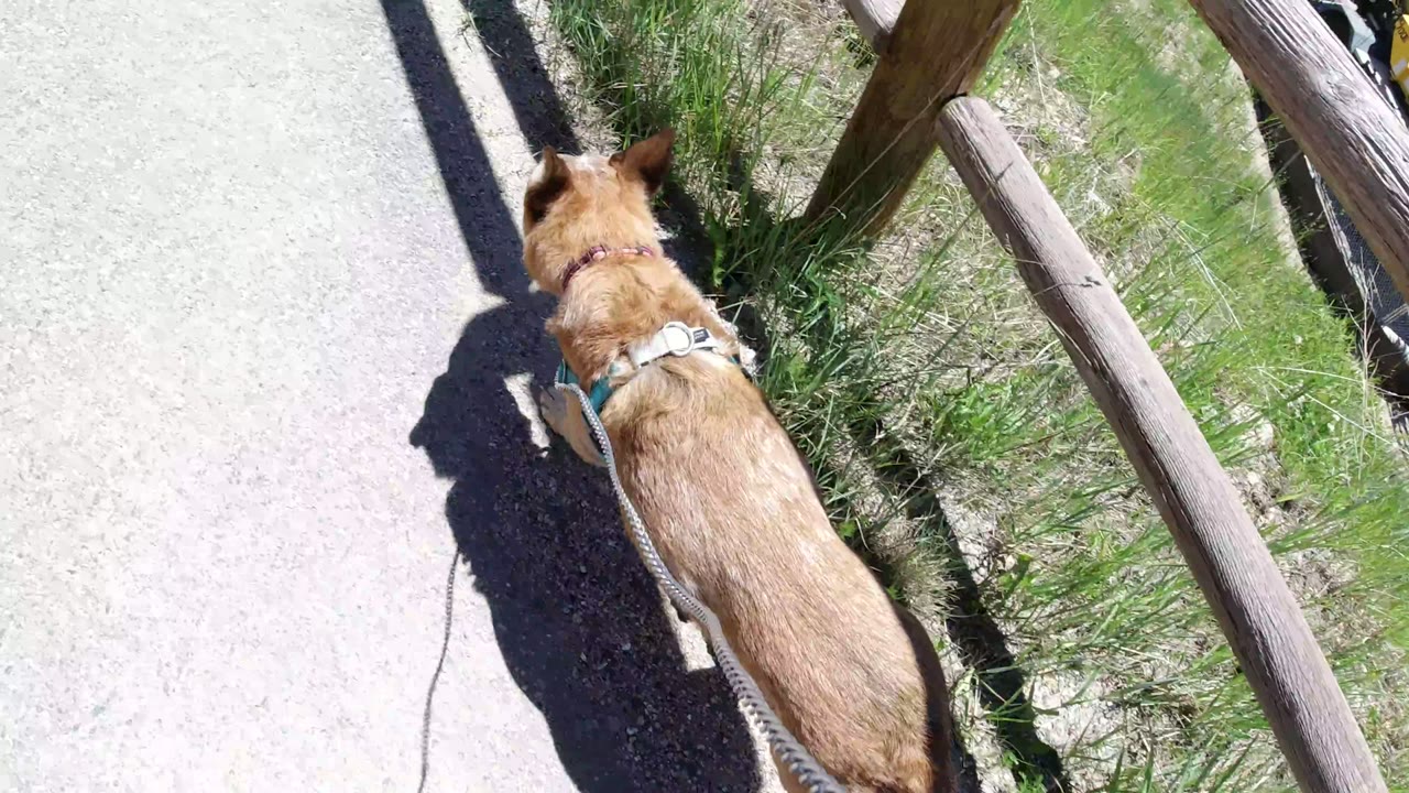 Downward view of the leashed tan dog moving along the pale path in Winter Park, Colorado, with wooden rails and green grass at the side, no visible people.