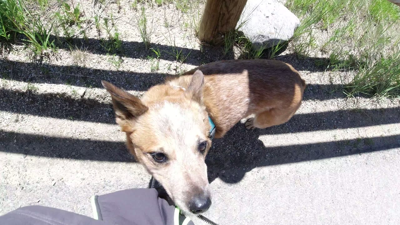 At 0:00, a small tan and brown leashed dog looks up near a gravel path, sparse grass, and rustic wood fence in Winter Park, Colorado, with no visible people.