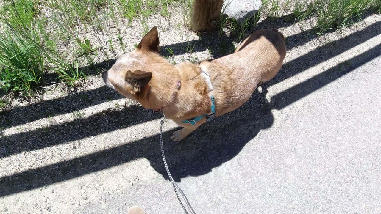 At 0:01, the leashed dog walks across the gravel path beside tufts of grass and a weathered fence rail in Winter Park, Colorado, with no visible people.