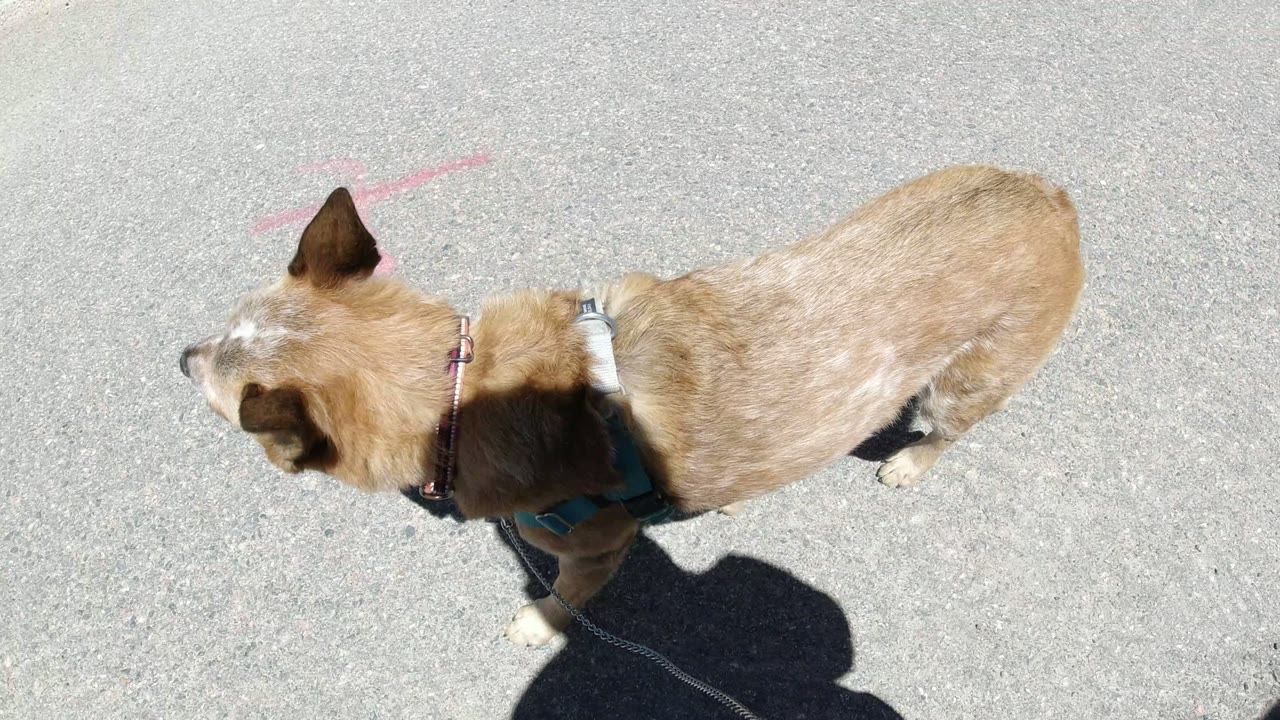 Brown dog in a harness walking on sunlit pavement beside a stone curb.