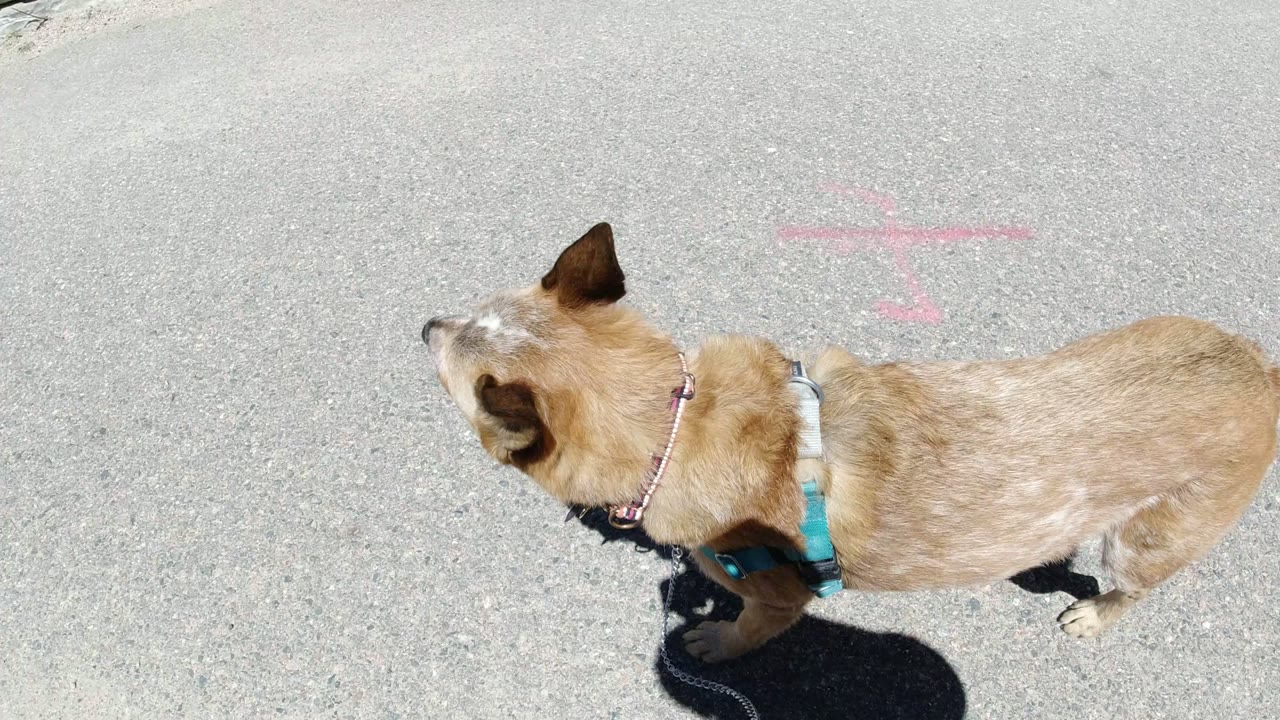 The brown dog moves farther across the frame on a bright paved path in Winter Park, Colorado, with its leash and harness visible and no visible people.