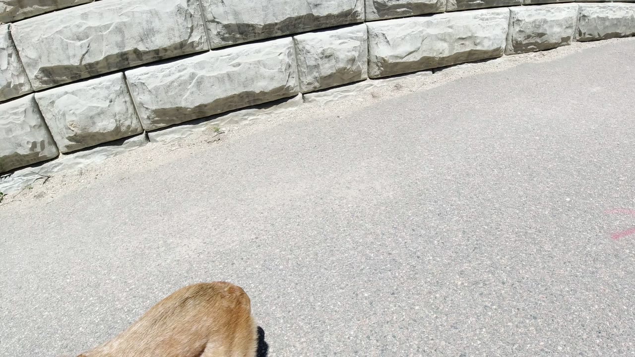 At 0:00 in Winter Park, Colorado, part of a brown dog appears at the bottom edge of a sunlit paved path beside a stone retaining wall, with no visible people.