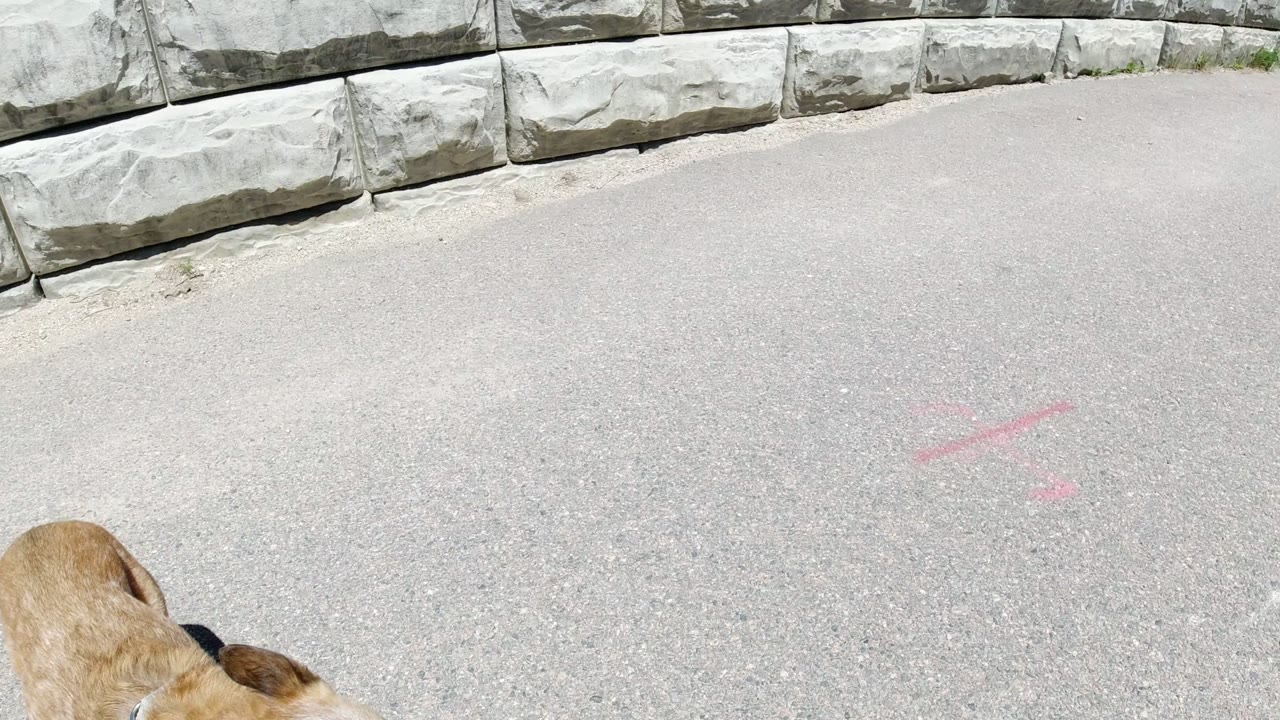 At 0:01 in Winter Park, Colorado, the brown dog is still partly cropped at the lower edge while the pale path and gray block wall dominate the frame, with no visible people.