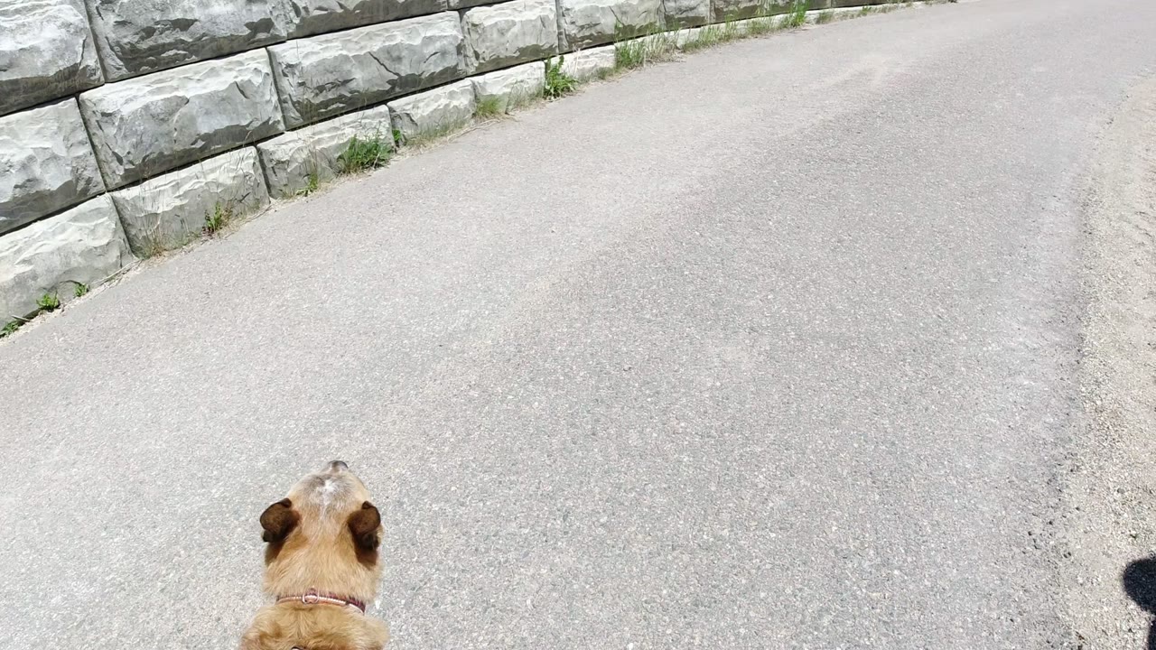 A brown dog appears partly at the bottom of the frame on a paved path in Winter Park, Colorado, with a stone wall ahead and no visible people.