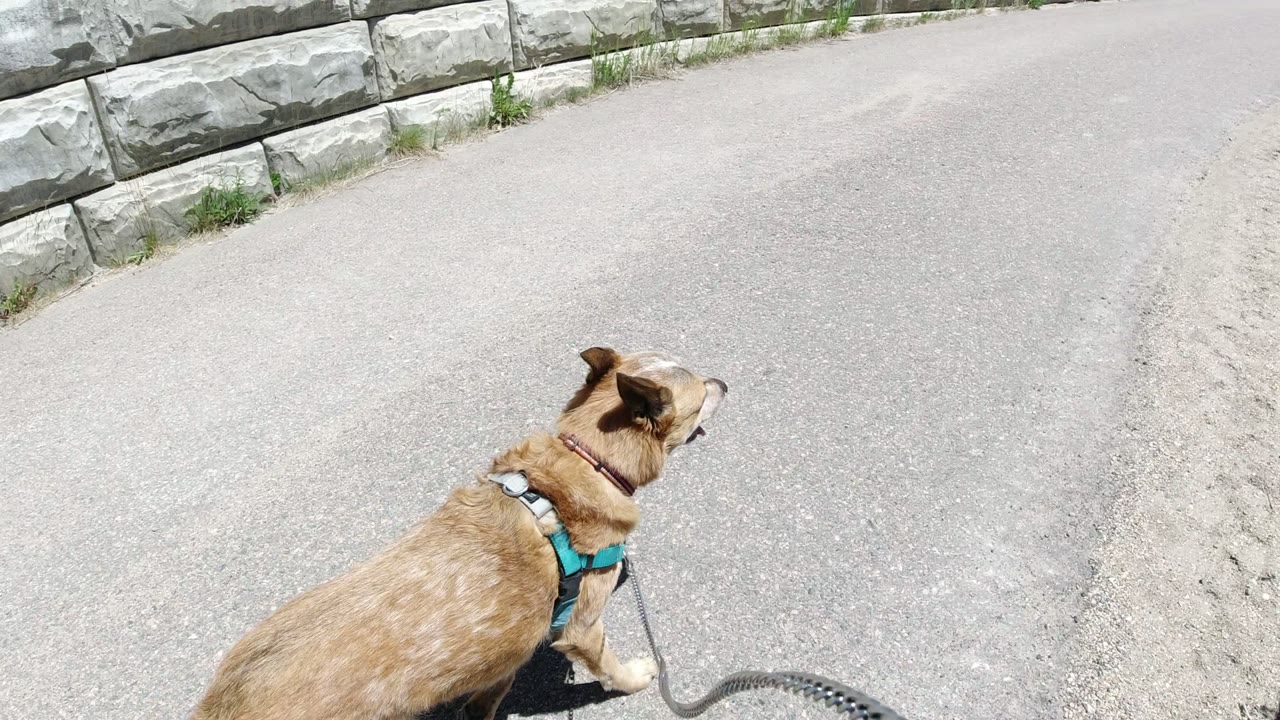 A brown dog wearing a teal harness walks forward on a paved path in Winter Park, Colorado, with a stone wall and road surface in bright sun and no visible people.