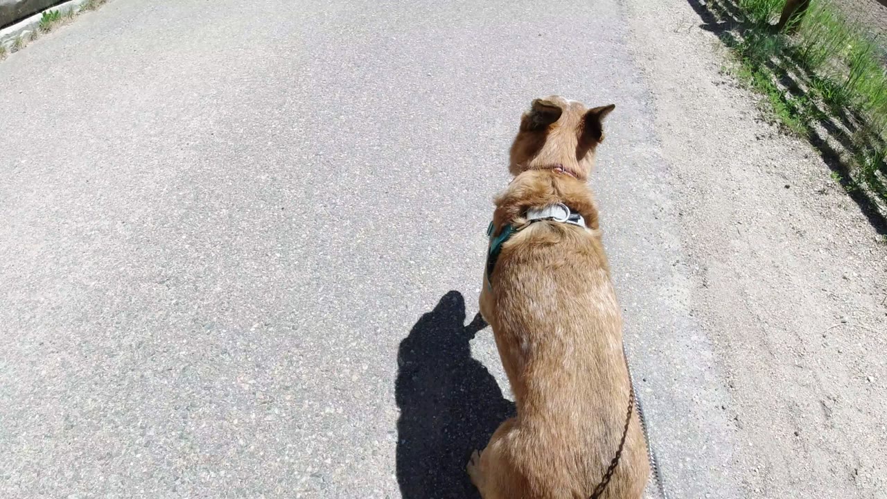 A tan leashed dog walks away from the camera on a bright paved road in Winter Park, Colorado, with fence shadows and no visible people.