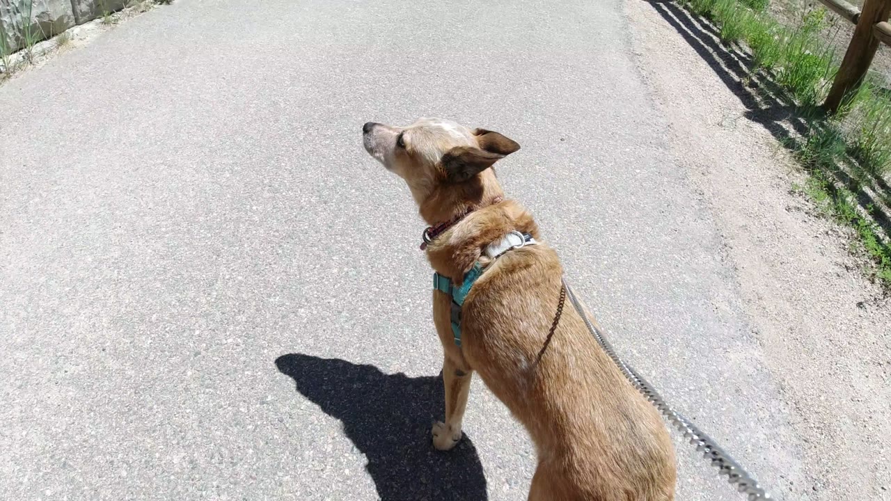 The tan dog turns its head left on the paved road in Winter Park, Colorado, with its leash visible and no visible people.