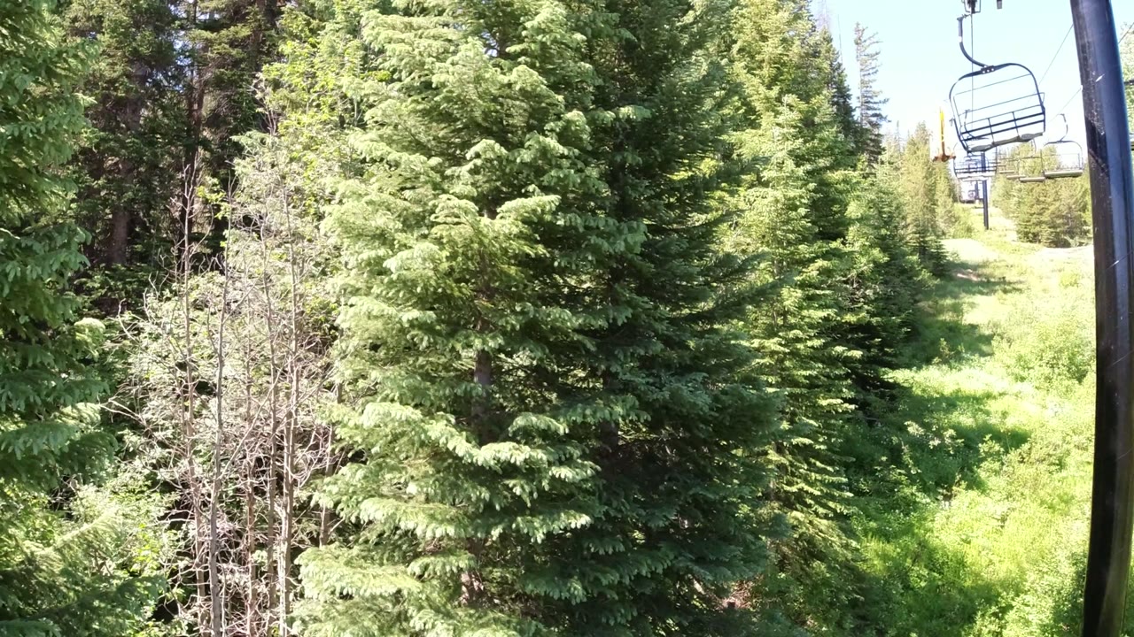 Winter Park, Colorado evergreen trees fill the frame beside a black chairlift pole and overhead lift chair, with no visible people.