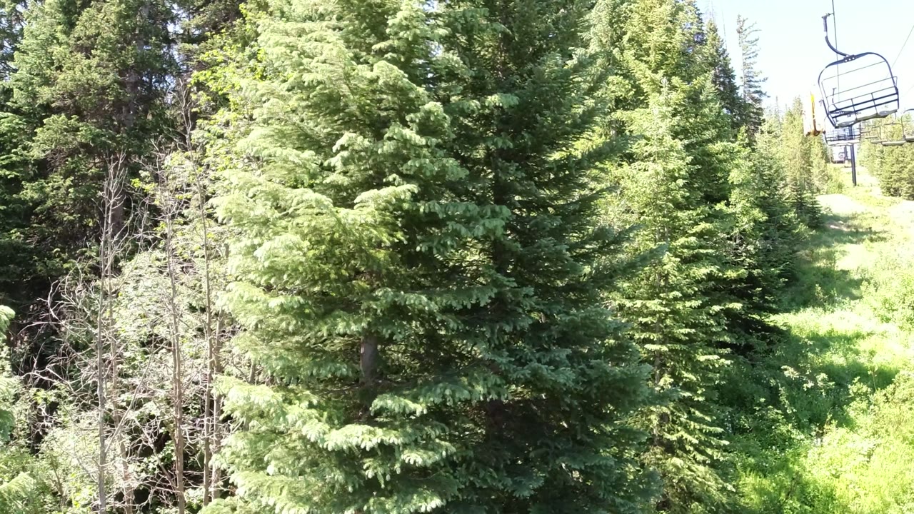 A dense stand of evergreens in Winter Park, Colorado surrounds a sunlit grassy run with an empty chairlift visible near the top of the frame.