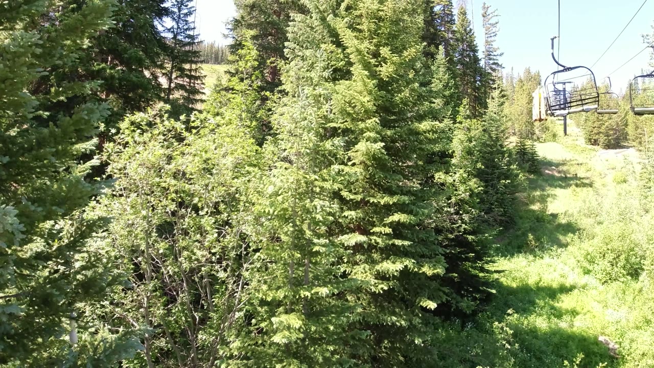 Conifer trees and a grassy ski slope with chairlift cables overhead.