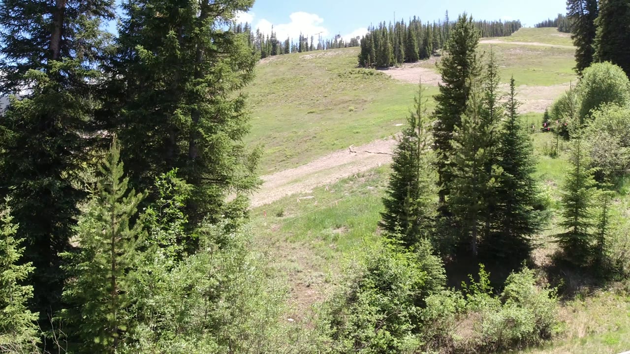Evergreen trees framing a grassy hillside under bright sky.