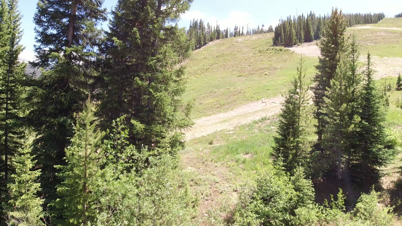A sunlit Winter Park, Colorado slope appears between dense pine trunks, with green ground cover, a pale hillside path, and no visible people.