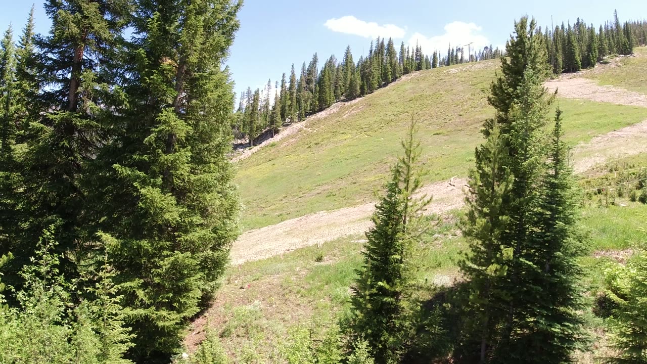 Evergreen trees beside a sunny grassy hillside.