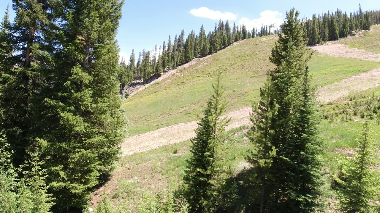 Winter Park, Colorado mountain slope seen between dark foreground conifers, with tan hillside tracks, scattered young trees, and no visible people.
