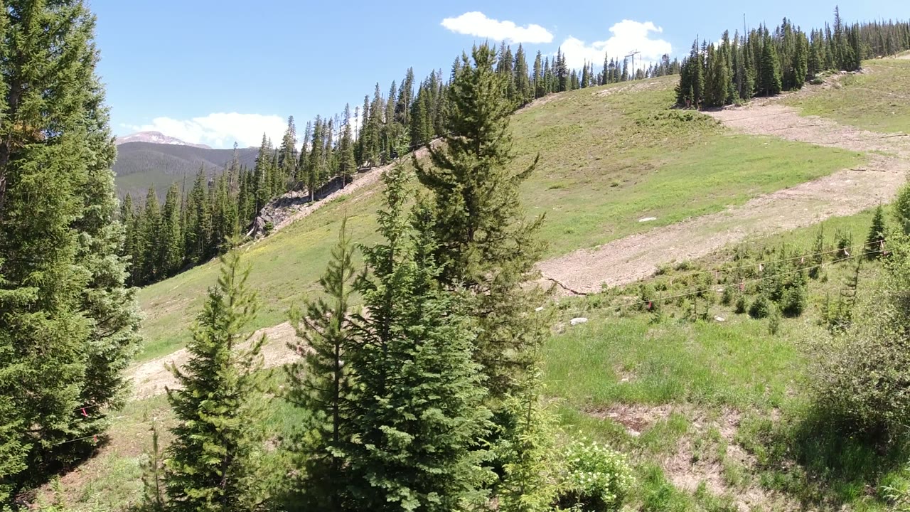 Green mountain slope with pine trees and blue sky.