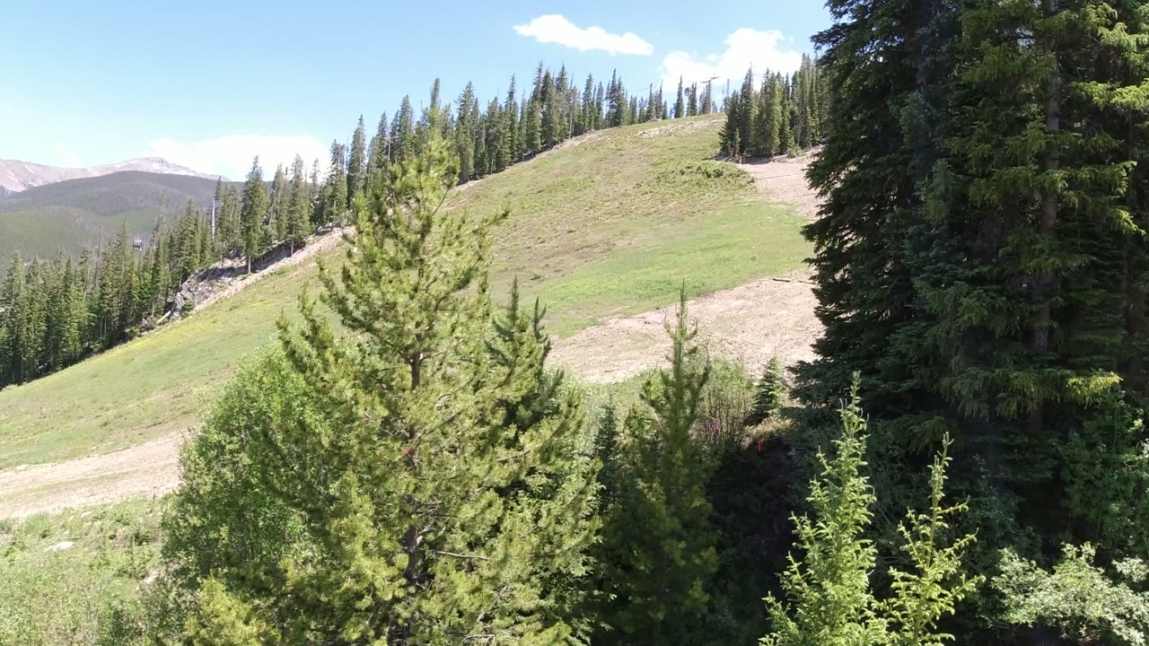 Evergreen trees beside a green mountain hillside under blue sky.