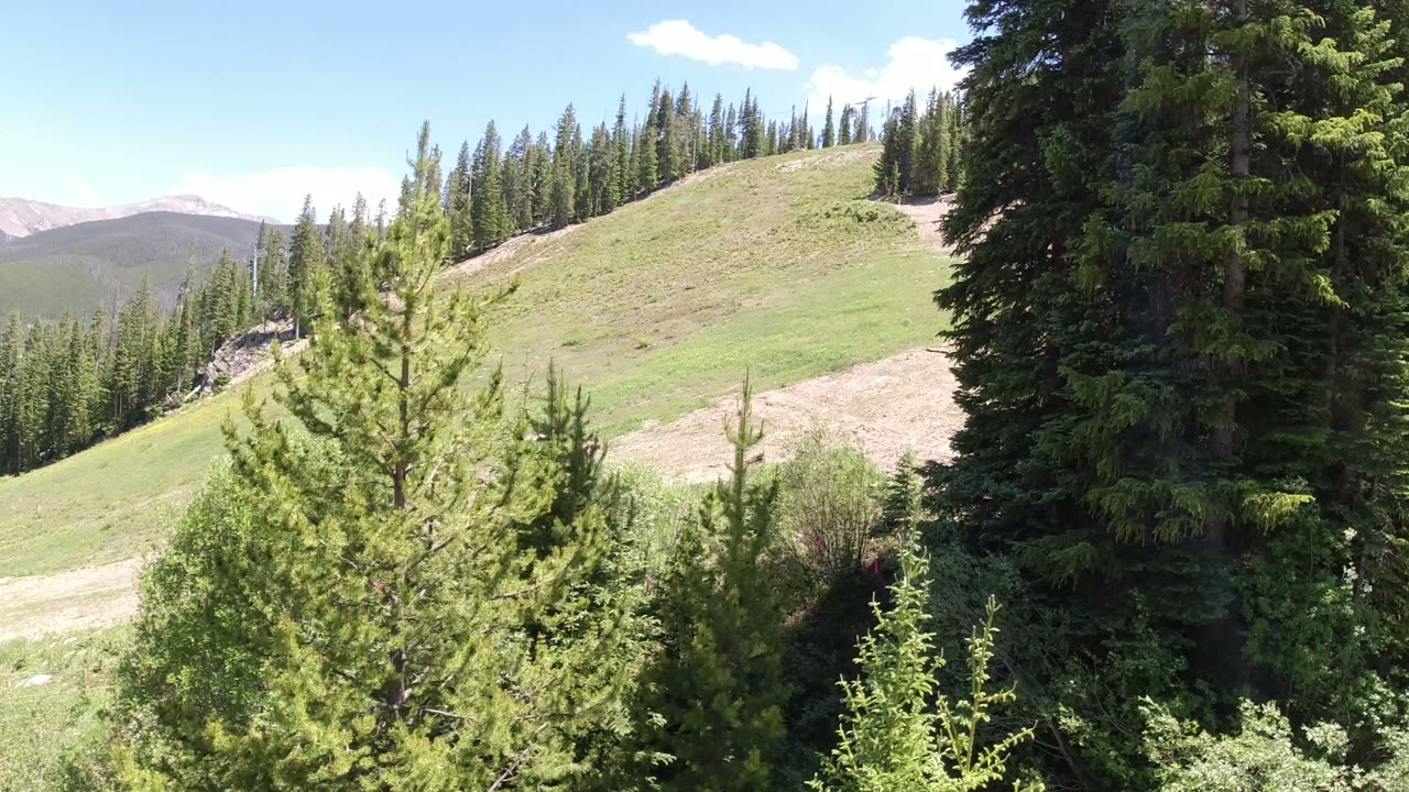 A small pine stands near the center as taller evergreens border the right side of the Winter Park hillside, with no visible people.