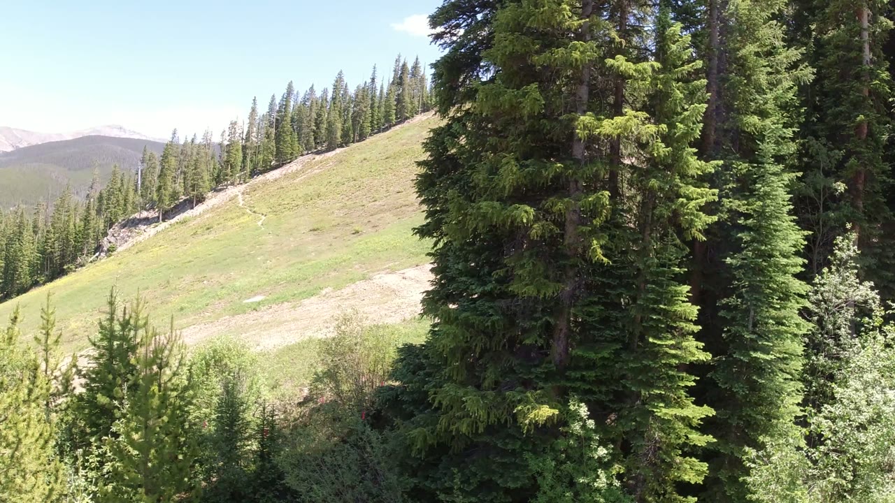 Evergreen trees beside a sunlit mountain clearing