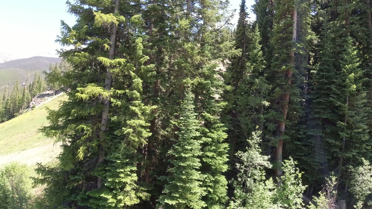 Tall evergreen trees in Winter Park, Colorado stand in front of a bright grassy hillside, with no visible people in the opening frame.