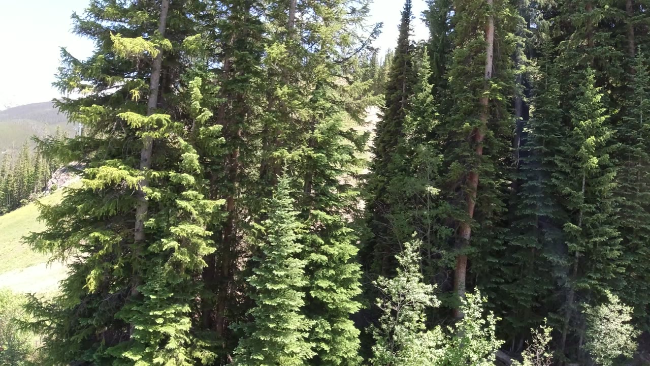 A dense stand of conifers in Winter Park, Colorado fills the frame while a pale green hillside shows through a central gap, with no visible people.