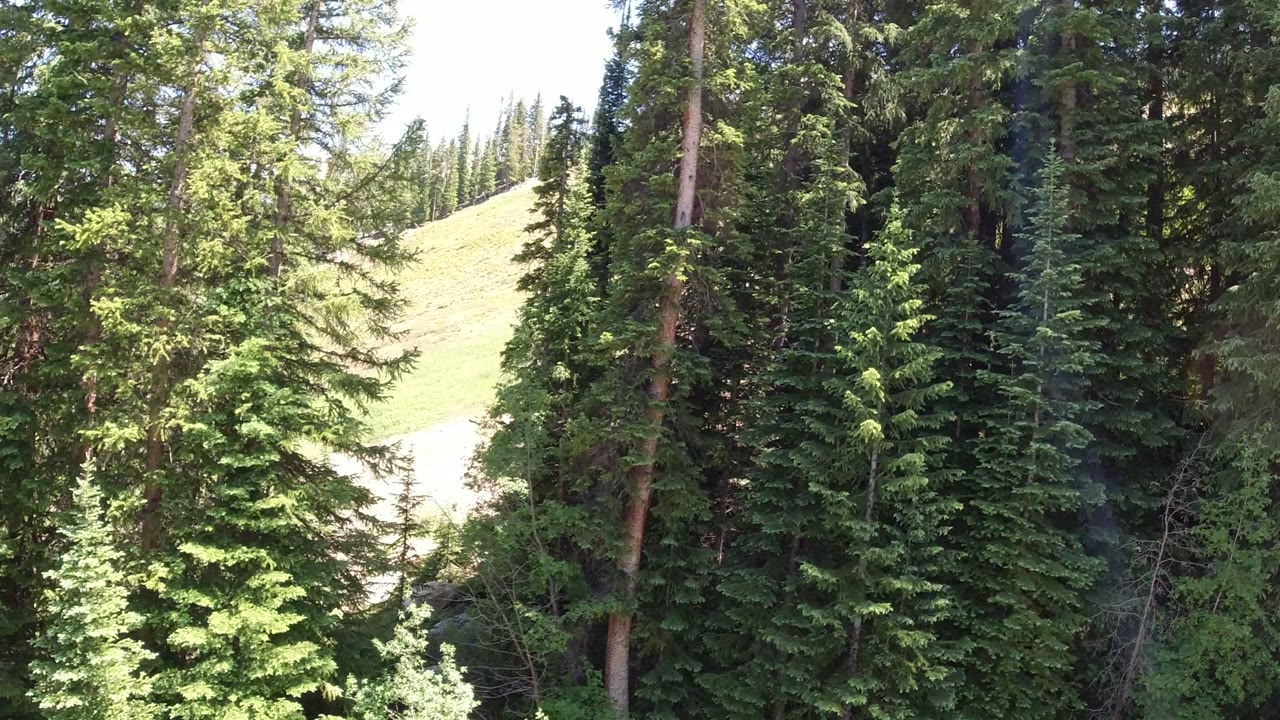 Evergreen trees with a bright hillside behind them.