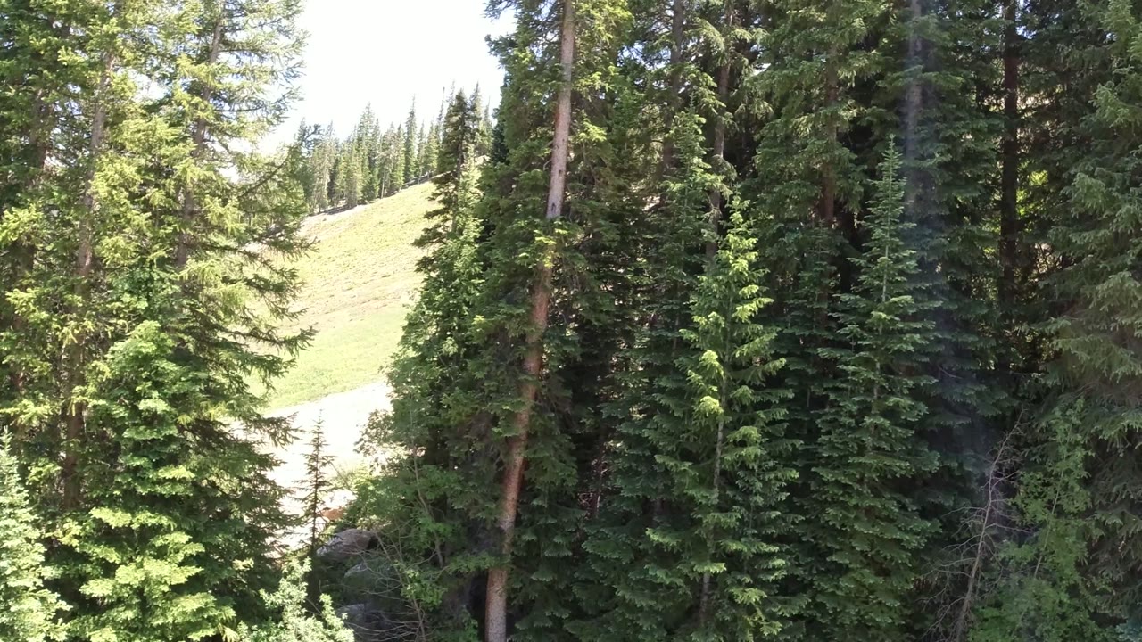 Tall conifers fill the center of the Winter Park, Colorado frame, with a washed bright hillside visible through the left and upper background, no visible people.