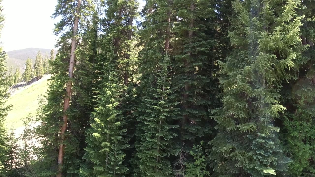Dense evergreen trees beside a bright hillside opening.