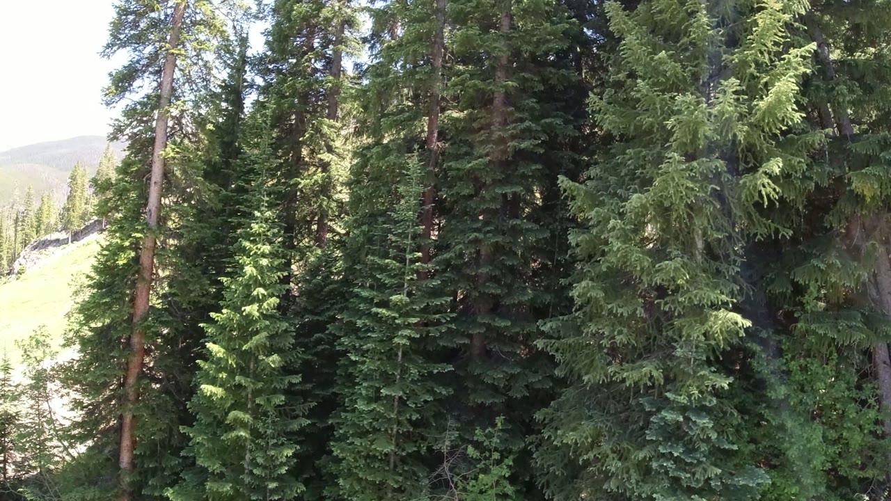 A dense stand of Winter Park, Colorado evergreens fills the frame, with pale mountain slope visible through a narrow opening and no visible people.