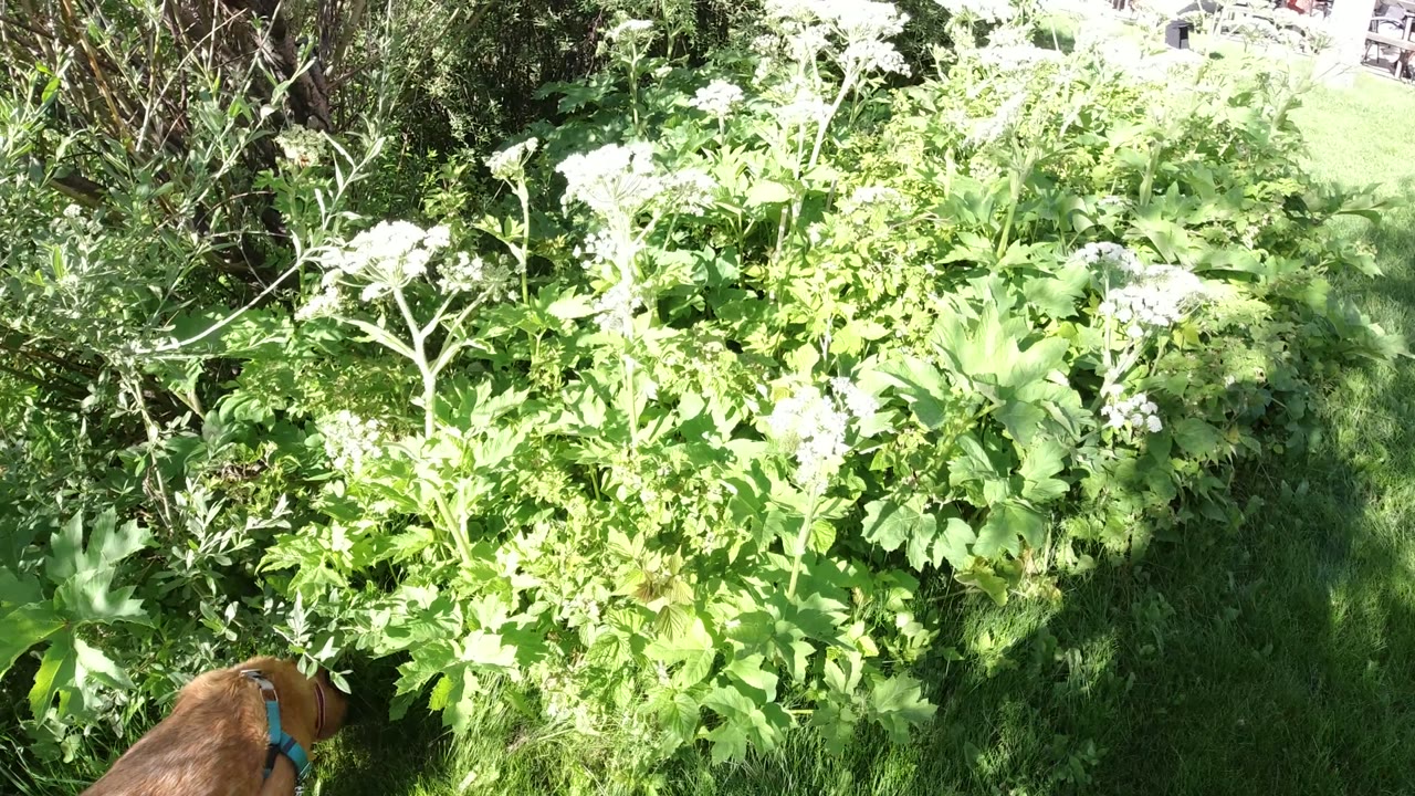 Green bush with white flowers and a partial brown dog at the lower left.