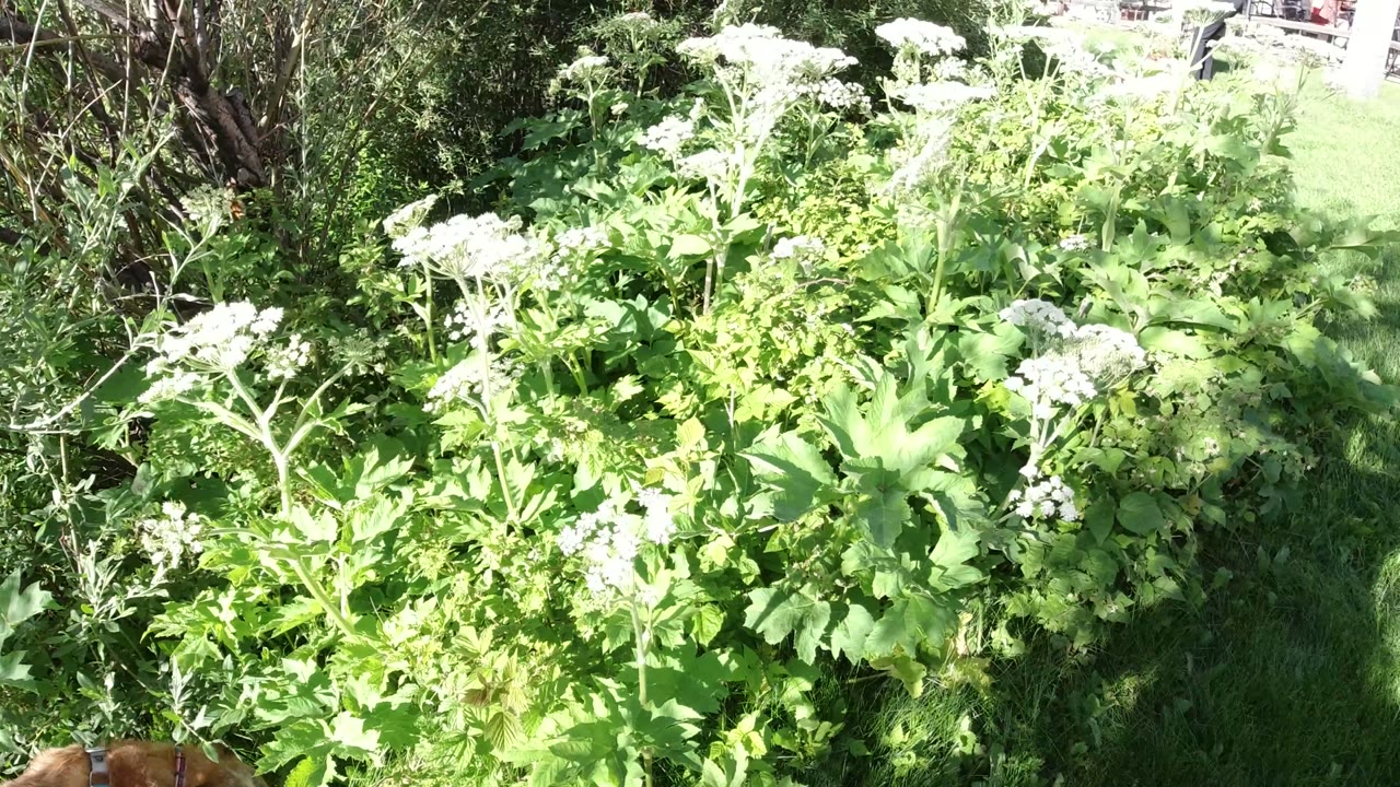 Sunlit close frame of dense green leaves and white flowers in Winter Park, Colorado, with grass and shrubs in the background and no visible people.