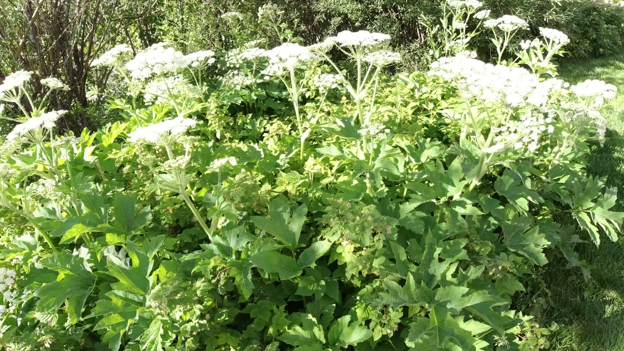 A close view of green flowering plants with white blooms in Winter Park, Colorado, with grass and shrubs behind them and no visible people.