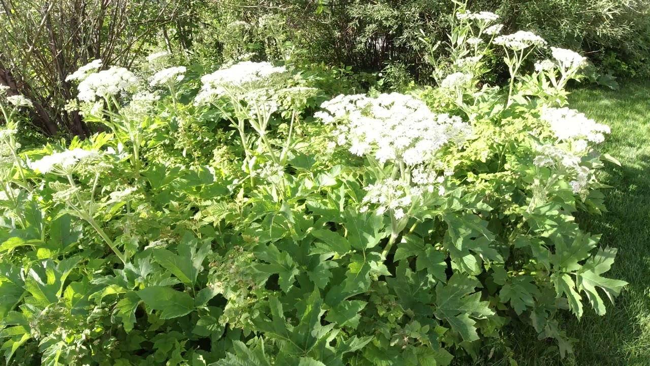 White flower clusters rise above dense green leaves in Winter Park, Colorado, with a darker shrub line in the background and no visible people.