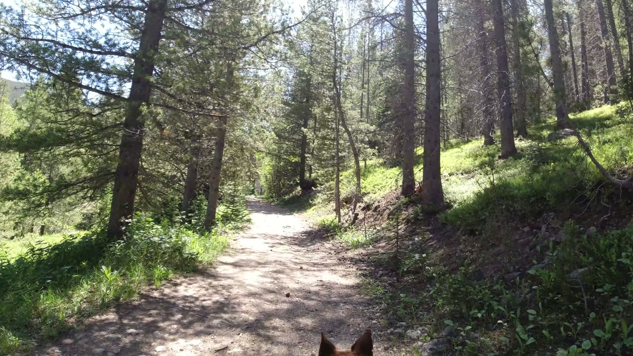 Winter Park, Colorado trail view with horse ears entering the bottom edge, a pale dirt path ahead, dense conifers, and no visible people.