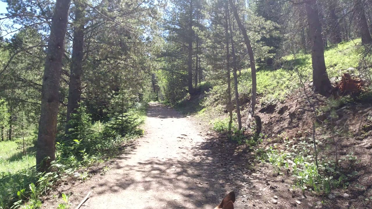 Dirt trail through sunlit pine woods with a small dog shape at the lower edge.