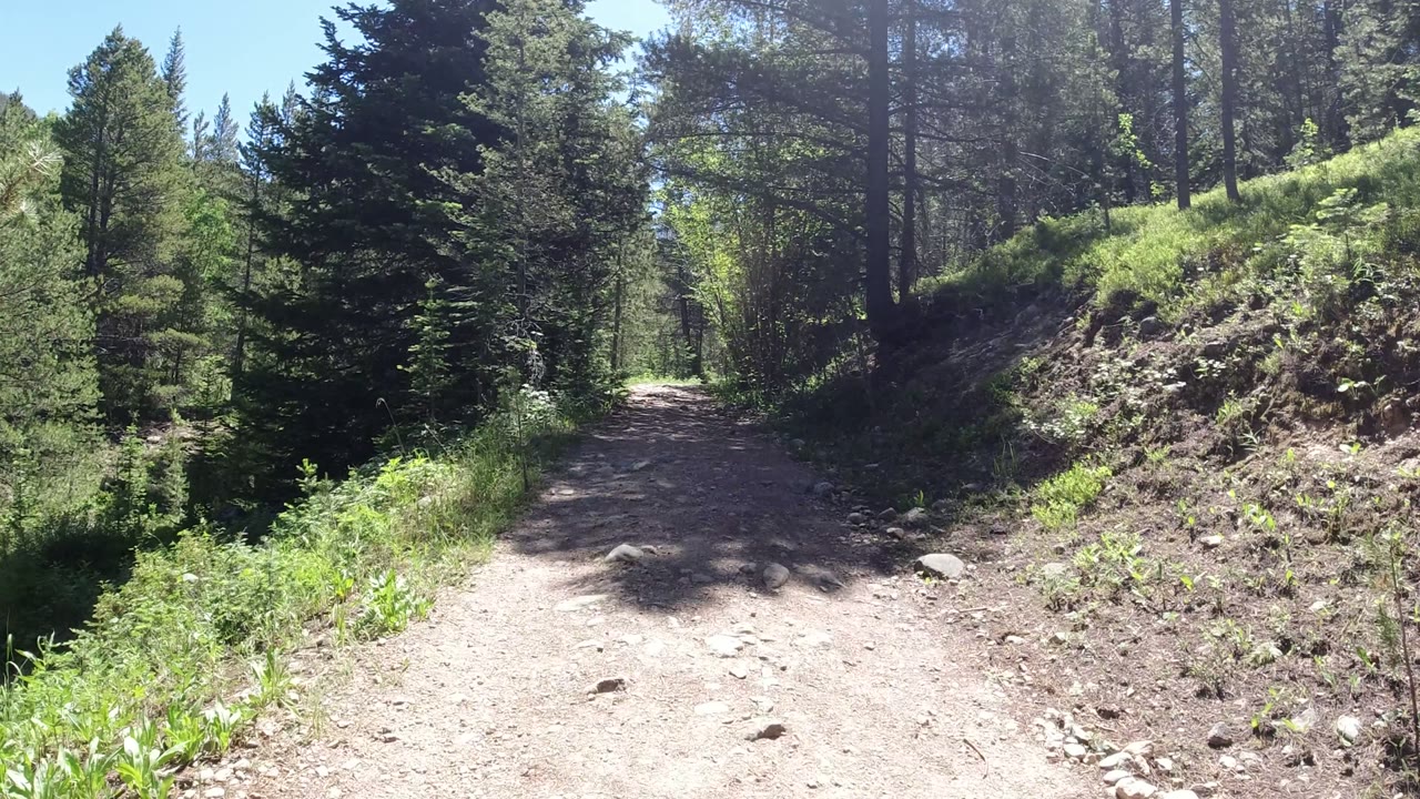 A rocky dirt trail in Winter Park, Colorado runs between tall evergreens and green undergrowth, with bright sunlight across the path and no visible people.