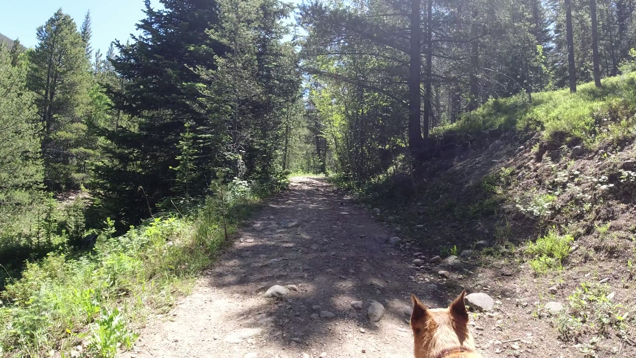 A Winter Park, Colorado forest path continues ahead under tall trees, with dog ears visible at the bottom edge and no visible people on the trail.