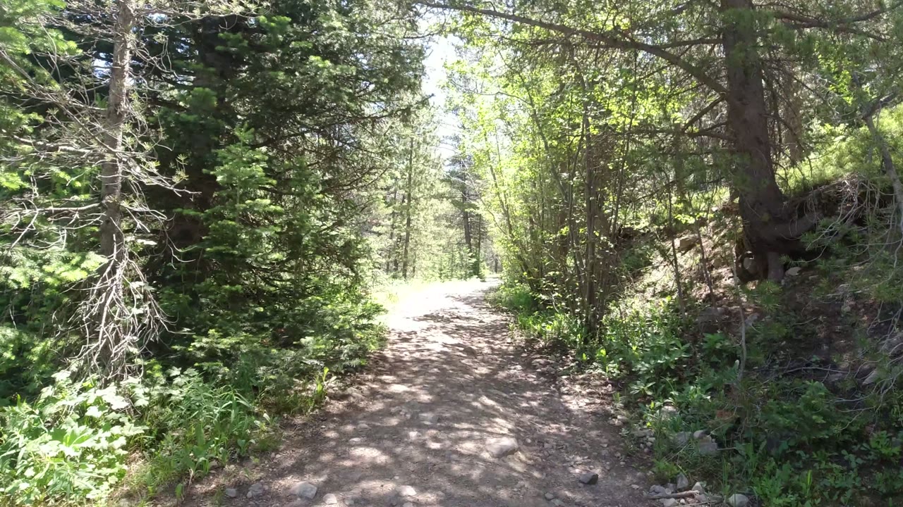 A dirt trail in Winter Park, Colorado passes between evergreen branches and bright roadside plants, with dappled sunlight and no visible people.