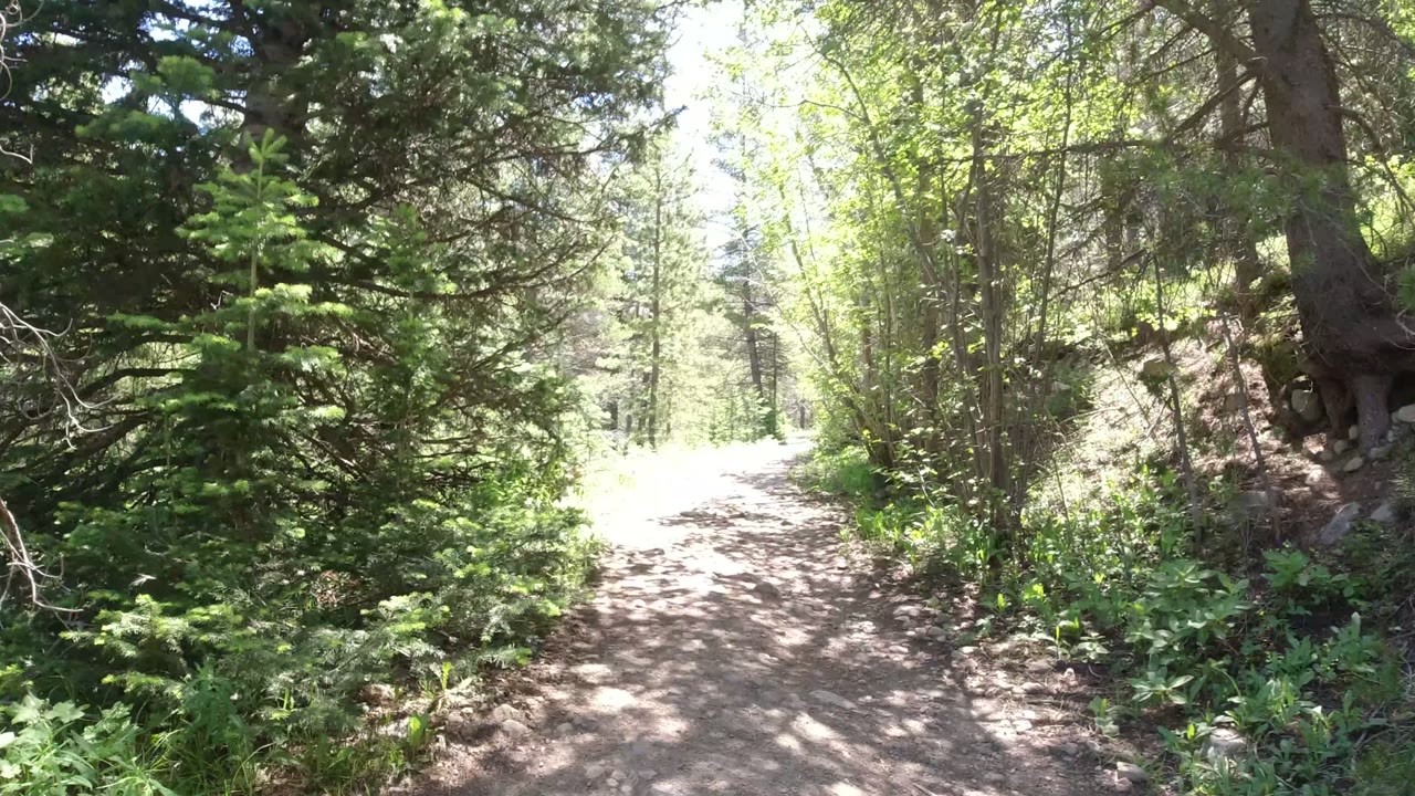 The Winter Park, Colorado trail continues through mixed shade and sunlight, with slender trunks on the left, dense evergreen foliage on the right, and no visible people.