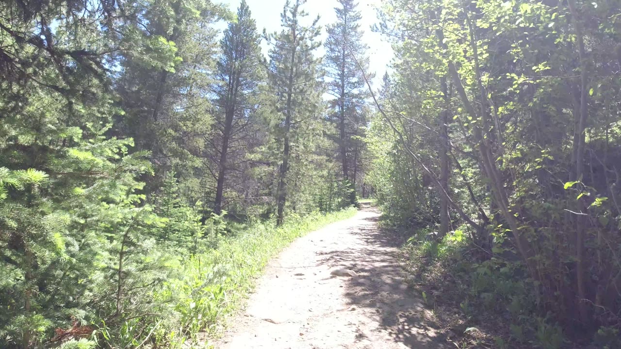 Sunlit dirt trail in Winter Park, Colorado runs from the lower center into dense green forest, with no visible people in this frame.