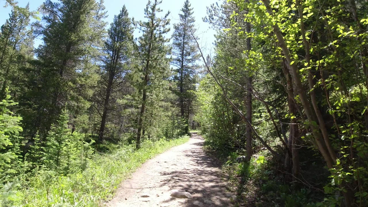 A pale dirt path curves through tall trees and leafy brush in Winter Park, Colorado, with the trail centered and no visible people.