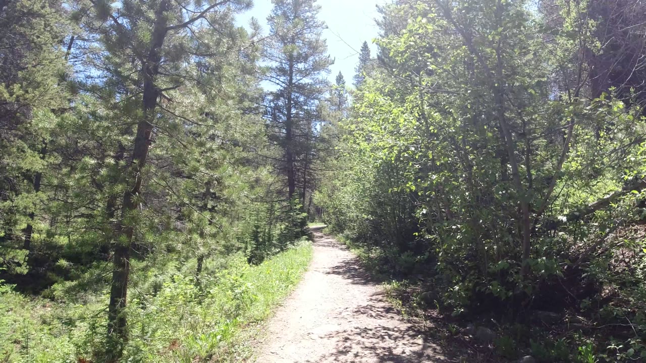 Narrow dirt path through sunlit forest trees.
