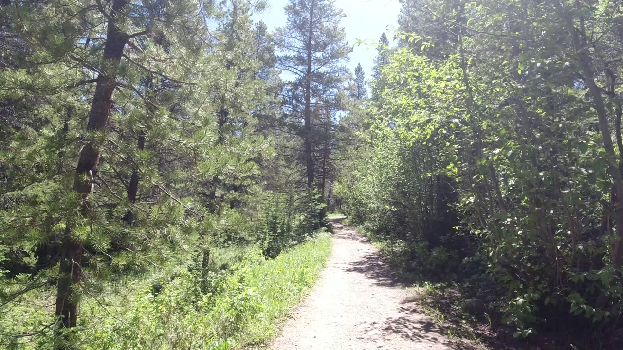 A pale walking path continues through Winter Park, Colorado woods, bordered by shaded trunks and bright green vegetation, with no visible people.