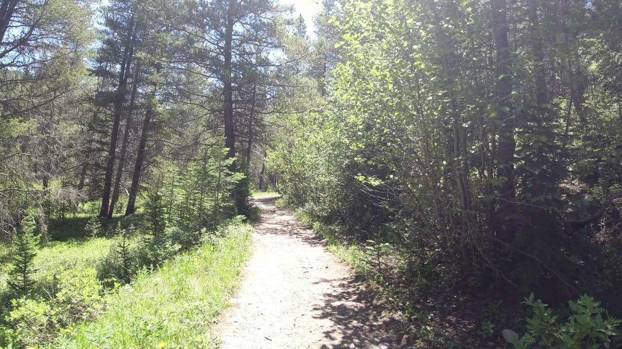 Sunny dirt trail through dense green forest