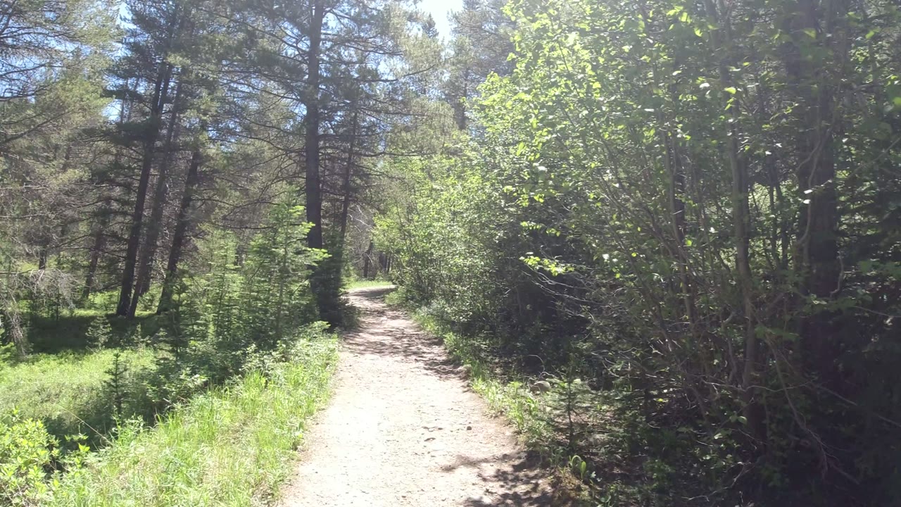 The trail continues forward through Winter Park, Colorado forest, with thick bushes on the right and darker tree cover to the left, no visible people.