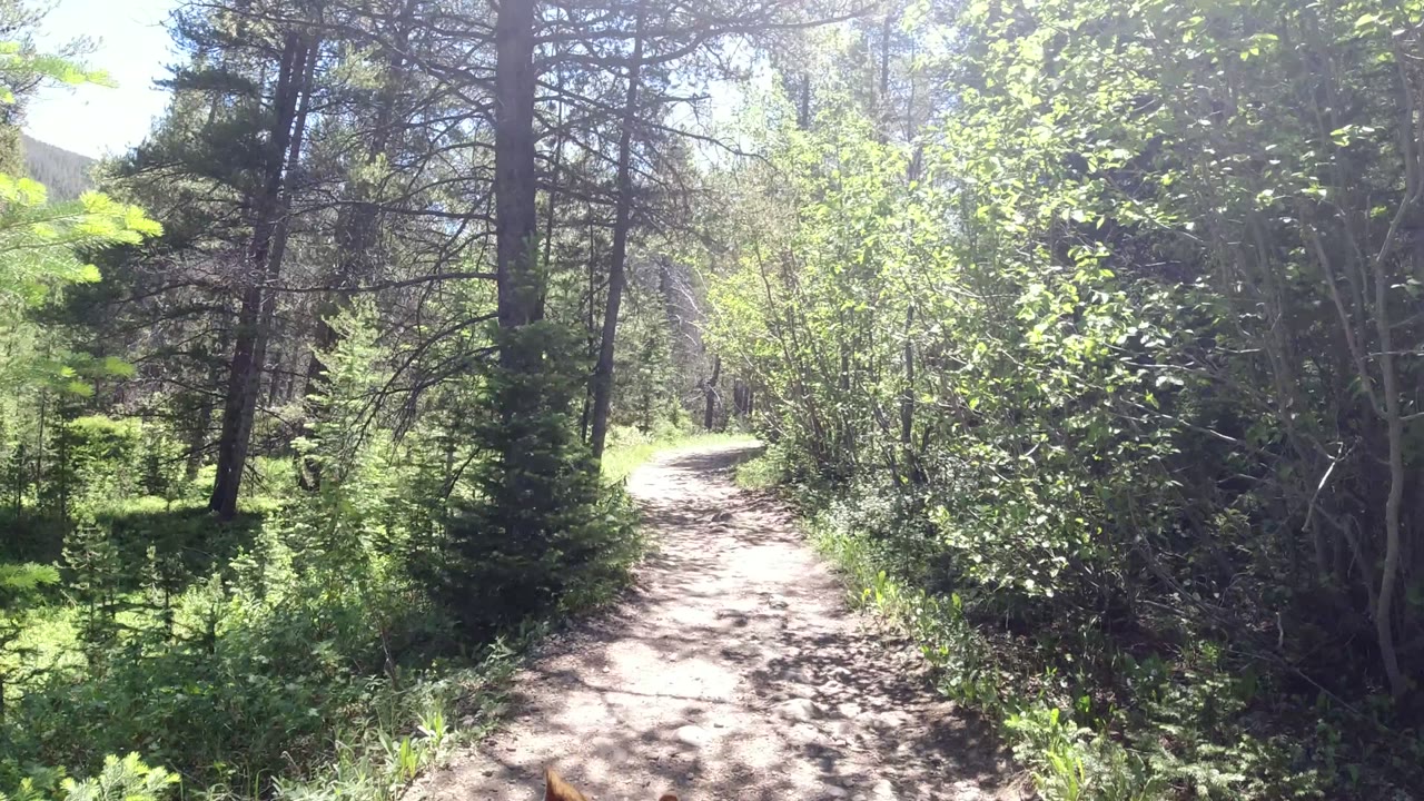 A narrow dirt path curves through dense green trees and shrubs in Winter Park, Colorado, with bright sunlight on the trail and no visible people.
